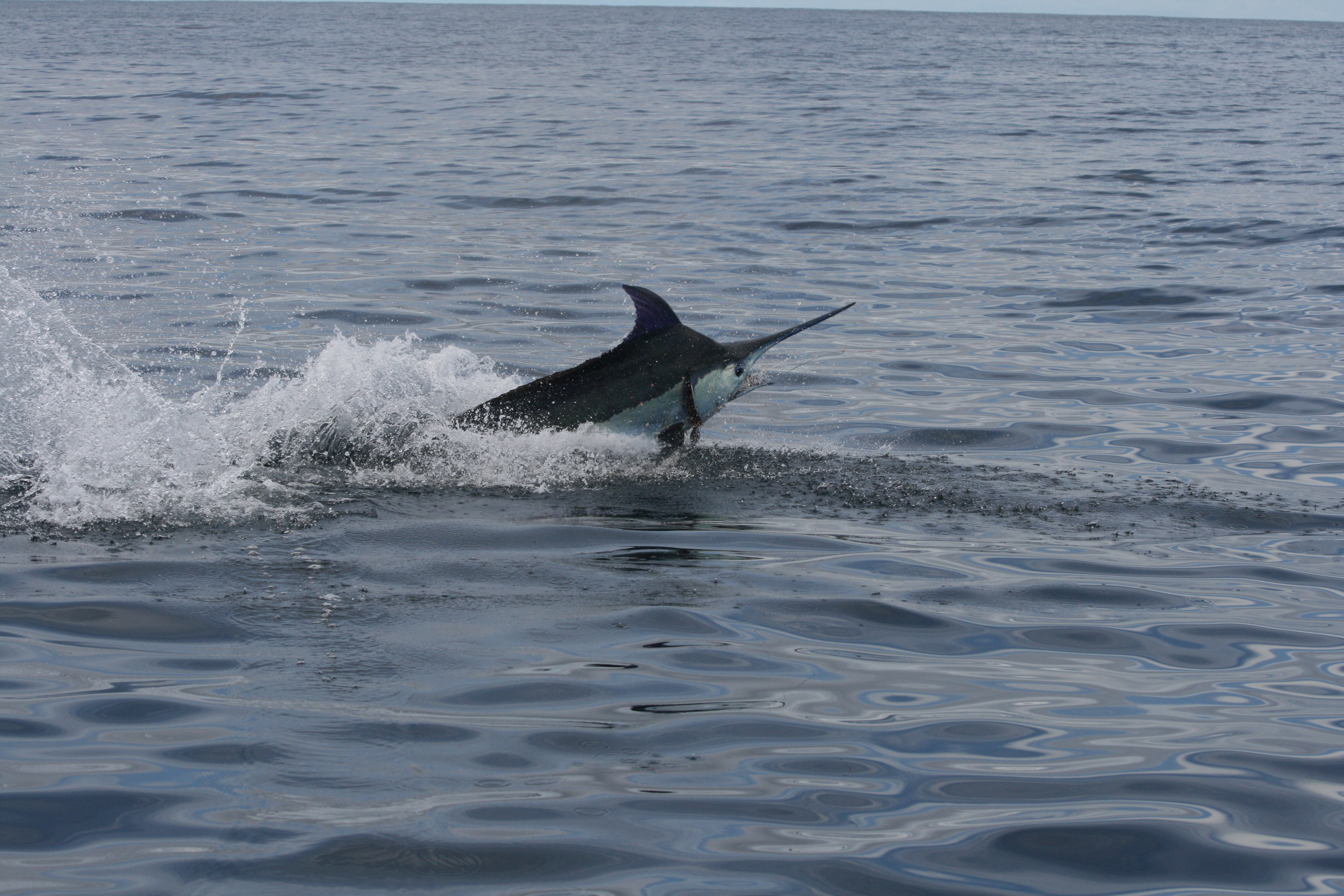 Blue marlin in Cabo